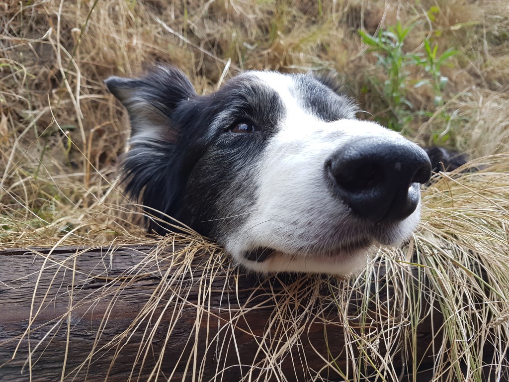 Healy Sleepy Healy Sleepy
